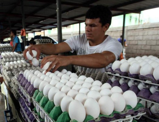 Congelan precio de los huevos. Unidad costará L2.45