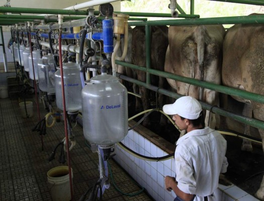 Hato ganadero nacional crece un 25% en dos años