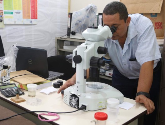 Inician cacería del Culex en zona norte