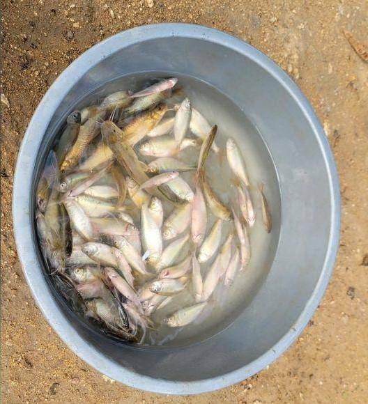 A pesar de las diferentes explicaciones sobre el origen de los peces, los pobladores de Yoro ahora pueden recolectar los peces y comercializarlos. 