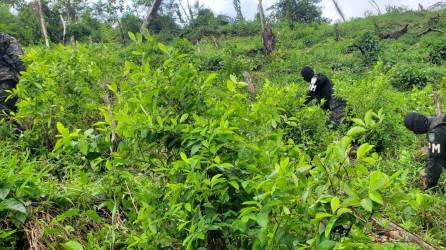 Una plantación de arbustos de hoja de coca fue desmantelada este martes en la comunidad de Ojo de Agua de Pueblo Nuevo, Olancho.