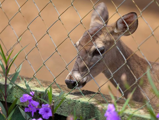 Zoo Joya Grande, una muestra de África en Santa Cruz