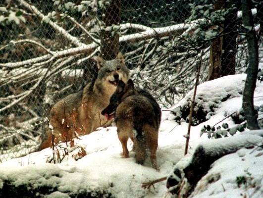 Francia autoriza matar hasta 40 lobos para limitar los daños de sus ataques  