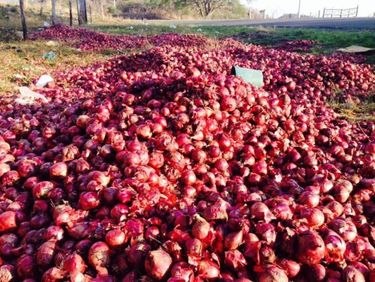 En acto de protesta, productores botan 20 mil bolsas de cebollas