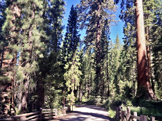 De paseo por el Parque Nacional Yosemite