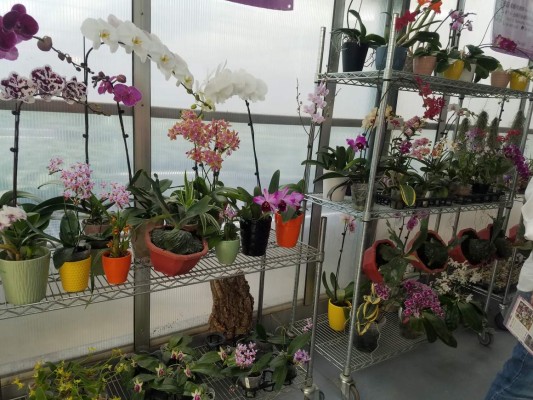El reino de las orquídeas está en Taiwán
