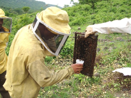 Descenso de abejas amenaza la polinización de cultivos