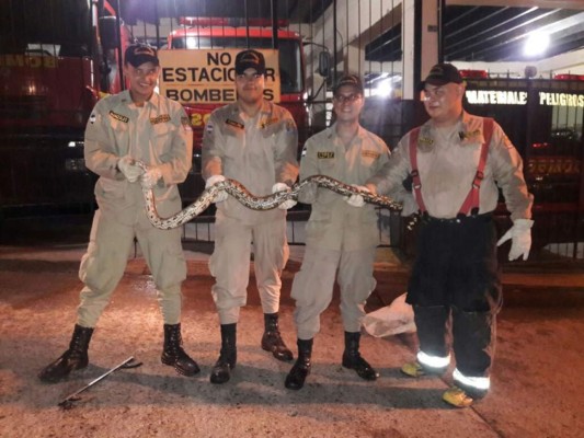 Bomberos capturan enorme boa en solar baldío en Santa Rosa de Copán