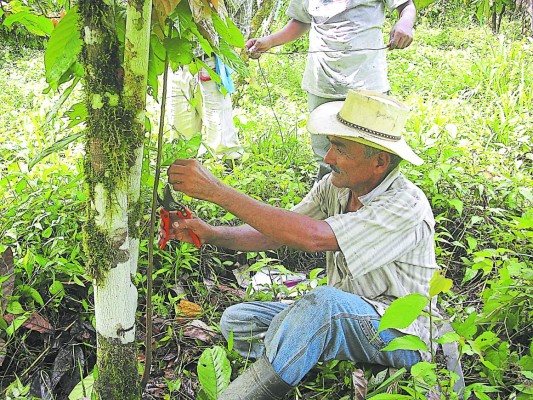Cacaoteros esperan fomentar la producción con fondos Firsa