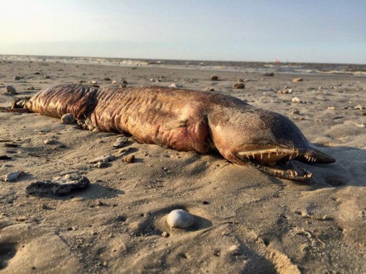 Extraña criatura aparece en playas de Texas tras paso de Harvey