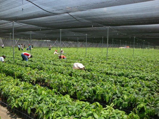 Holandeses instan a hondureños a producir de forma orgánica