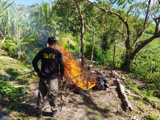 Incineran 1,500 plantas de marihuana en Tocoa, Colón