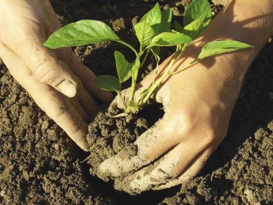 hands planting pepper seedlings into the ground