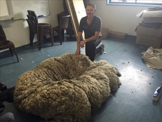 Esquilan 42.3 kilos de lana de una oveja, nuevo récord mundial