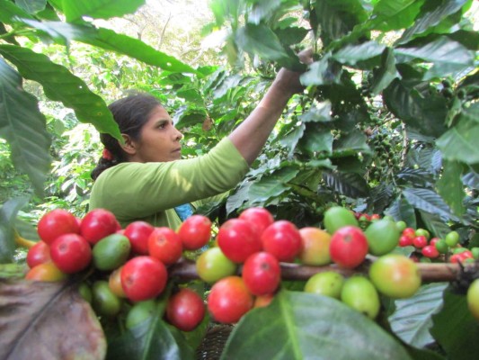 El café de altura y el turismo hacen alianza en Honduras