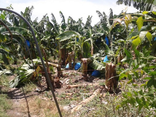 Honduras: Lluvias dejan 27 casas dañadas en San Manuel, Cortés