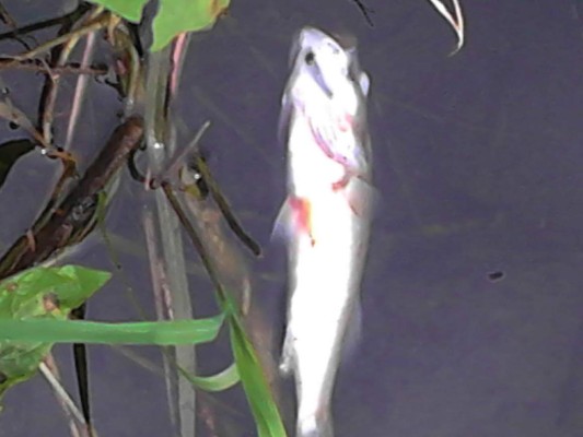 Centenares de peces aparecen muertos en canal del Lago de Yojoa