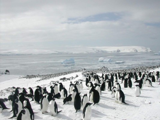 Mueren unos 150.000 pingüinos por colapso de iceberg