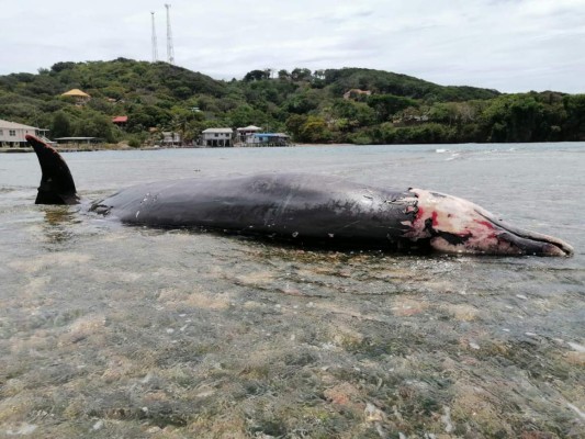 Encuentran una ballena muerta en Roatán, Islas de la Bahía