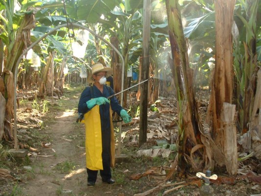 Diseñan campaña para prevenir entrada de hongo a bananeras