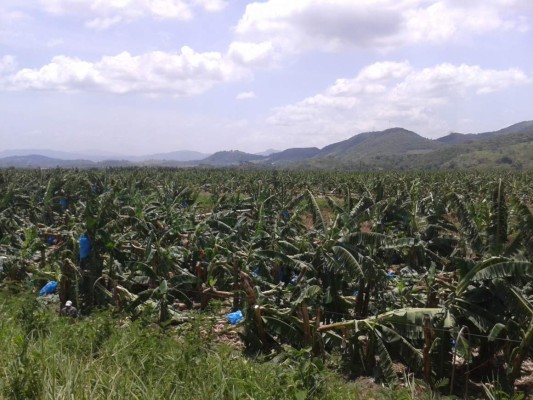 Honduras: Lluvias dejan 27 casas dañadas en San Manuel, Cortés