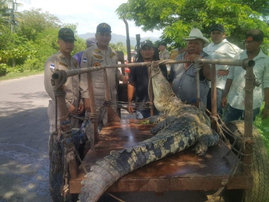 Encuentran un cocodrilo en colonia de Villanueva, Cortés