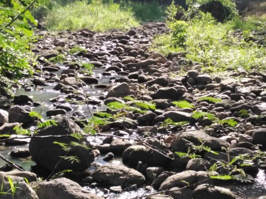 Productores de arroz de Intibucá perderán el 50% de sus cosechas