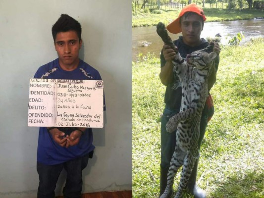 Lo capturan por matar a un tigrillo en Comayagua