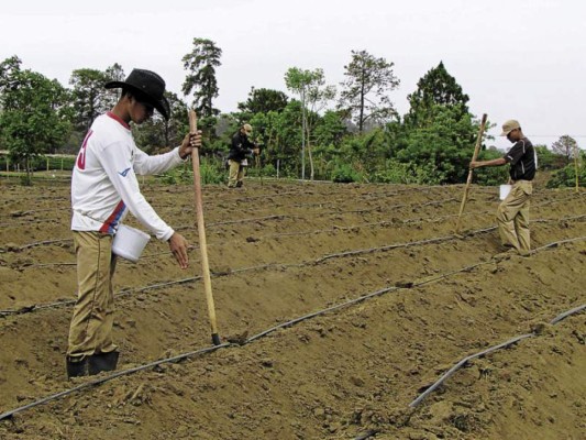 Campesinos hondureños pasan hambre por sequía en Centroamérica