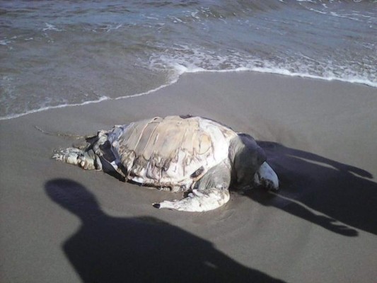 Matan una tortuga de carey para hacer artesanía en Tela