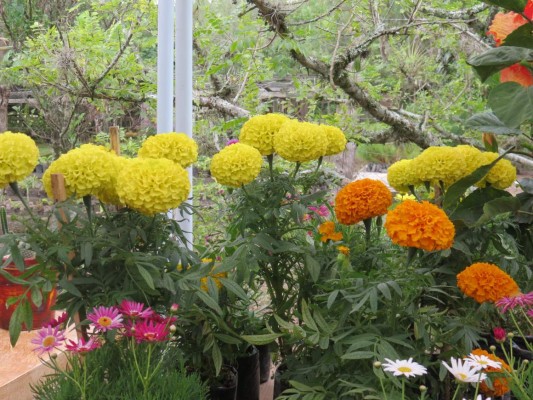 7,000 turistas esperan en Festival de las Flores