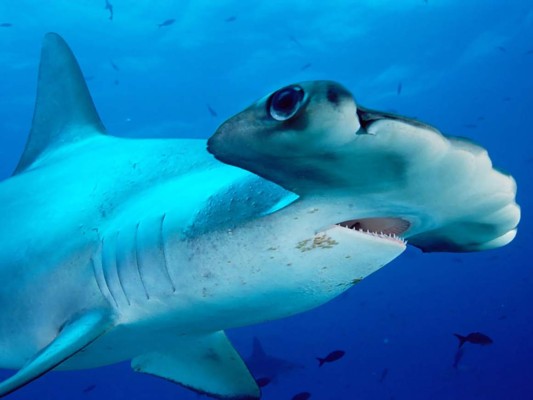 Inicia veda a la pesca de tiburón martillo en El Salvador