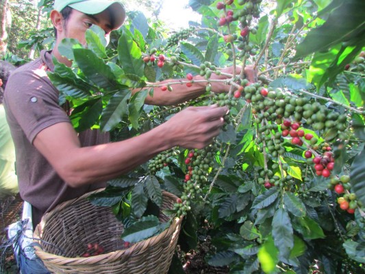 Cafetaleros de El Paraíso preparan primer festival de café