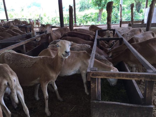 Honduras quiere añadir carne de cordero a su oferta exportadora