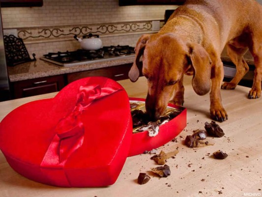 La razón por la cual el chocolate es mortal para los perros