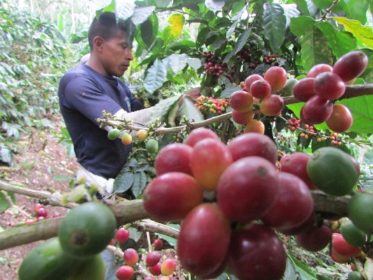 Departamento de Agricultura de EEUU apoya a productores hondureños de café y fríjol