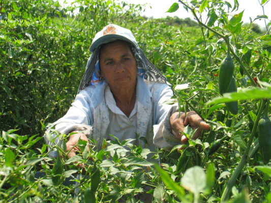 Mexicanos y chinos buscan el 'superchile”