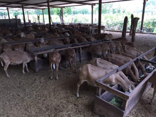 Buscan exportar carne de oveja a México, EUA y Centroamérica