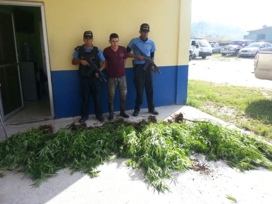 Cae hombre acusado de sembrar marihuana en Santa Rosa de Copán