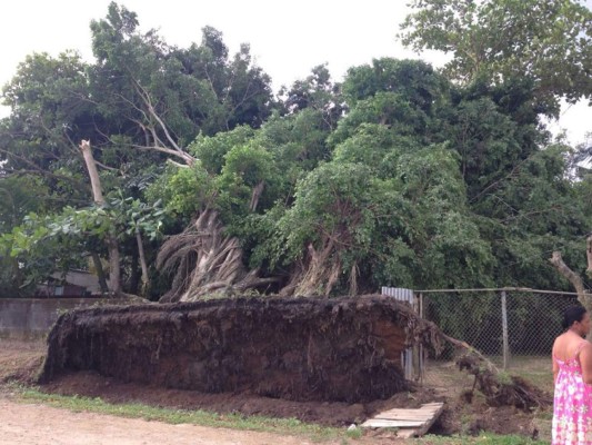 Fuertes vientos huracanados arrancaron árboles en Puerto Cortés