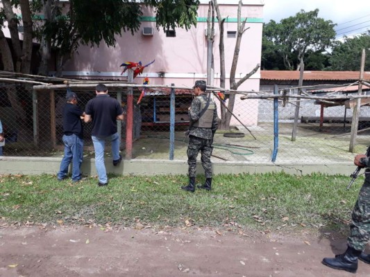 Más de 80 animales decomisan en restaurante de Siguatepeque