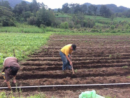 Crece el consumo de frijoles