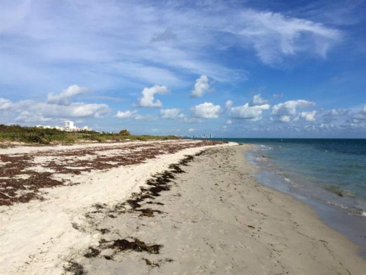 Playa de Florida cerró temporalmente tras ataques de tiburones