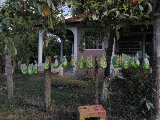 En Colón cuelgan alimentos en solidaridad con las familias que pasan hambre