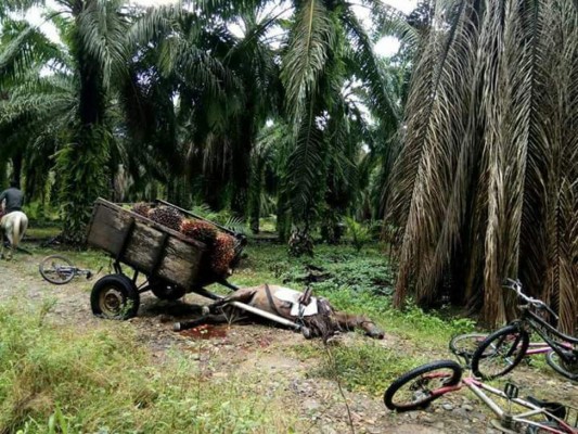 Muere menor en confusa balacera en finca del Aguán