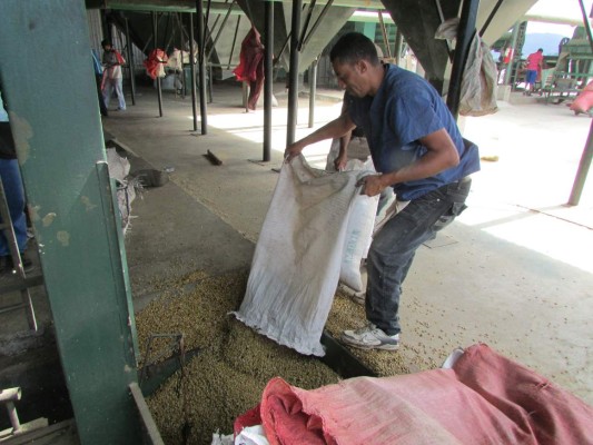 En 50% proyectan que suba exportación de café de excelencia hondureño