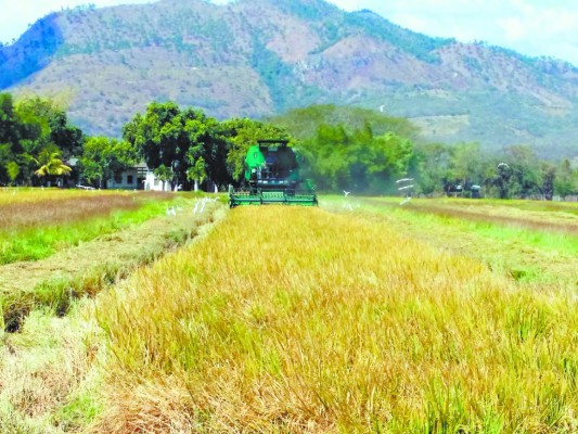 Unos 50,000 quintales de arroz se perdieron en el valle de Comayagua