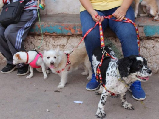 Vacunarán contra la rabia a más de 56,000 perros y gatos en centros de salud