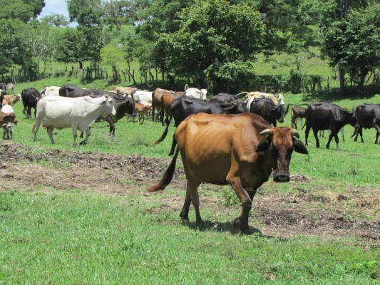 En 12% suben crías de ganado con repoblación