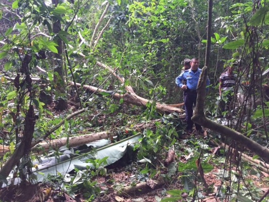 Hombre muere aplastado por árbol que cortaba en Atlántida